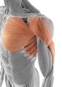 medical accurate illustration of the shoulder muscles